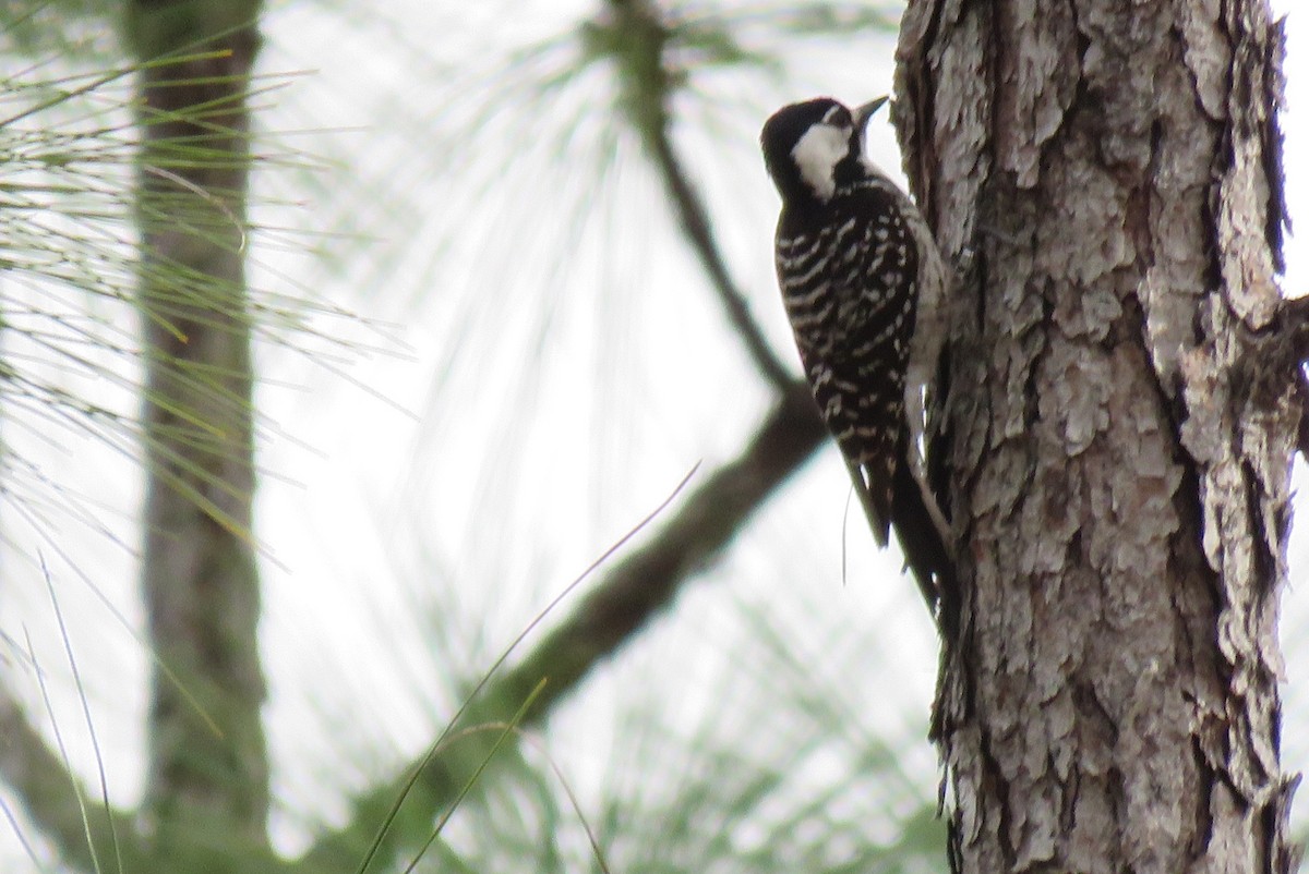 Red-cockaded Woodpecker - ML630641518