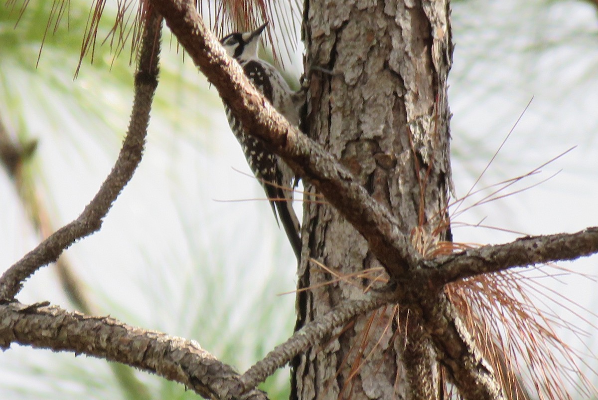 Red-cockaded Woodpecker - ML630641519