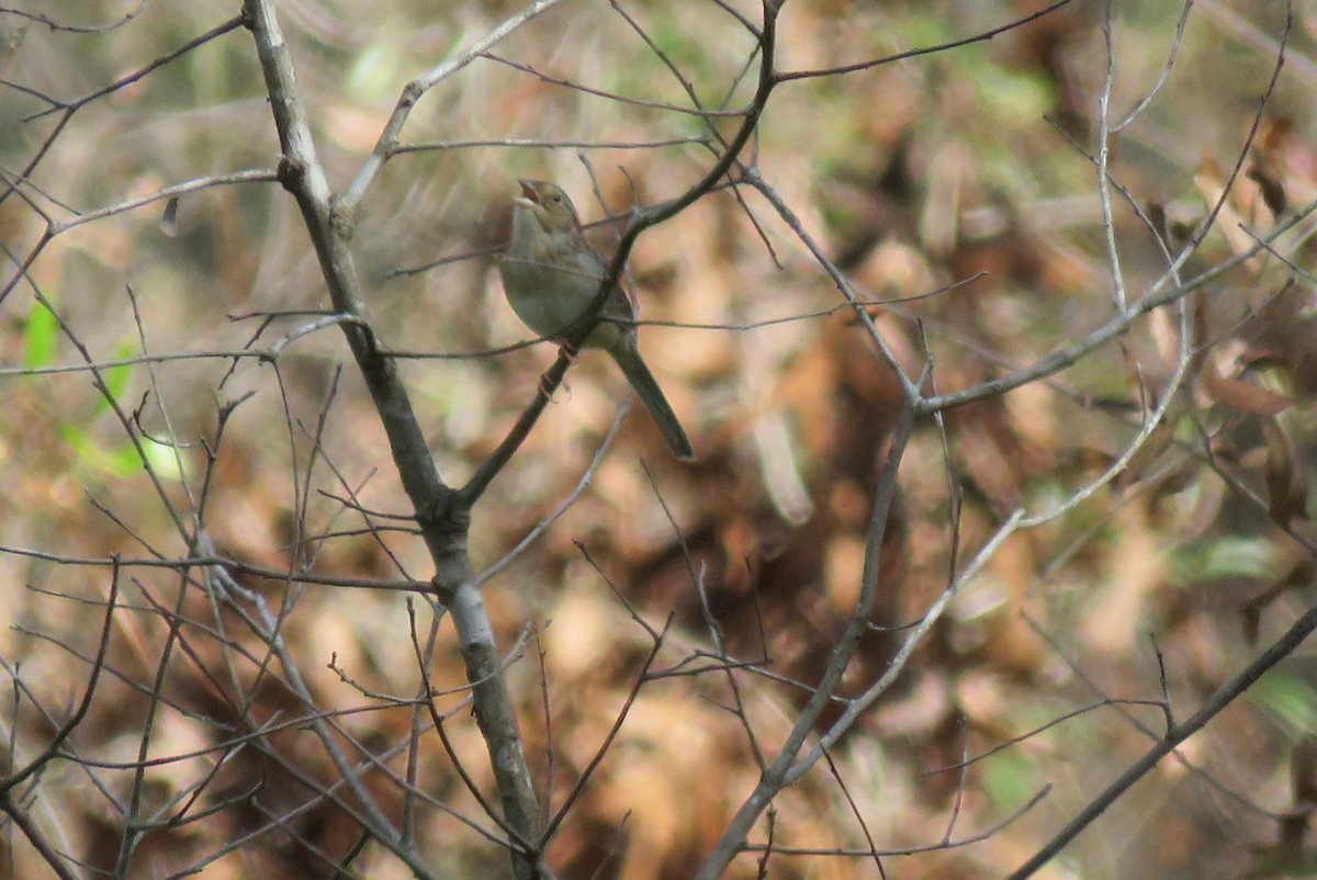 Bachman's Sparrow - ML630641556