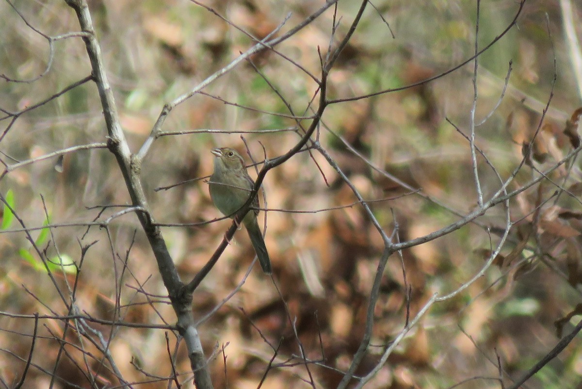 Bachman's Sparrow - ML630641557