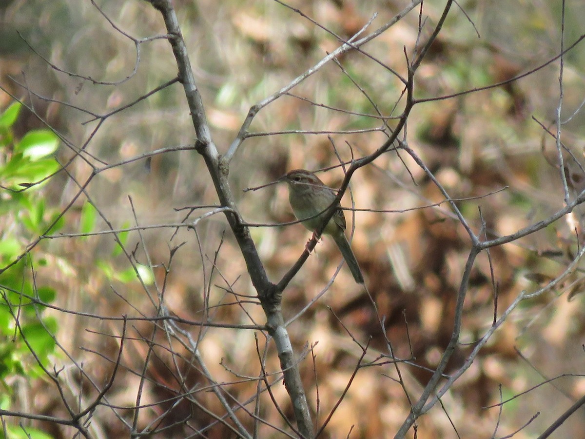 Bachman's Sparrow - ML630641558