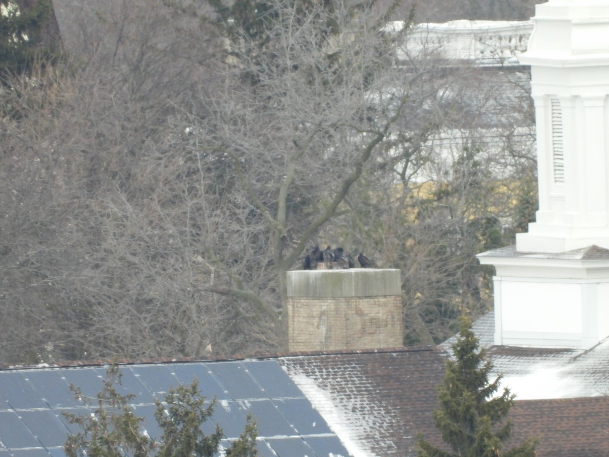 Turkey Vulture - ML630641614