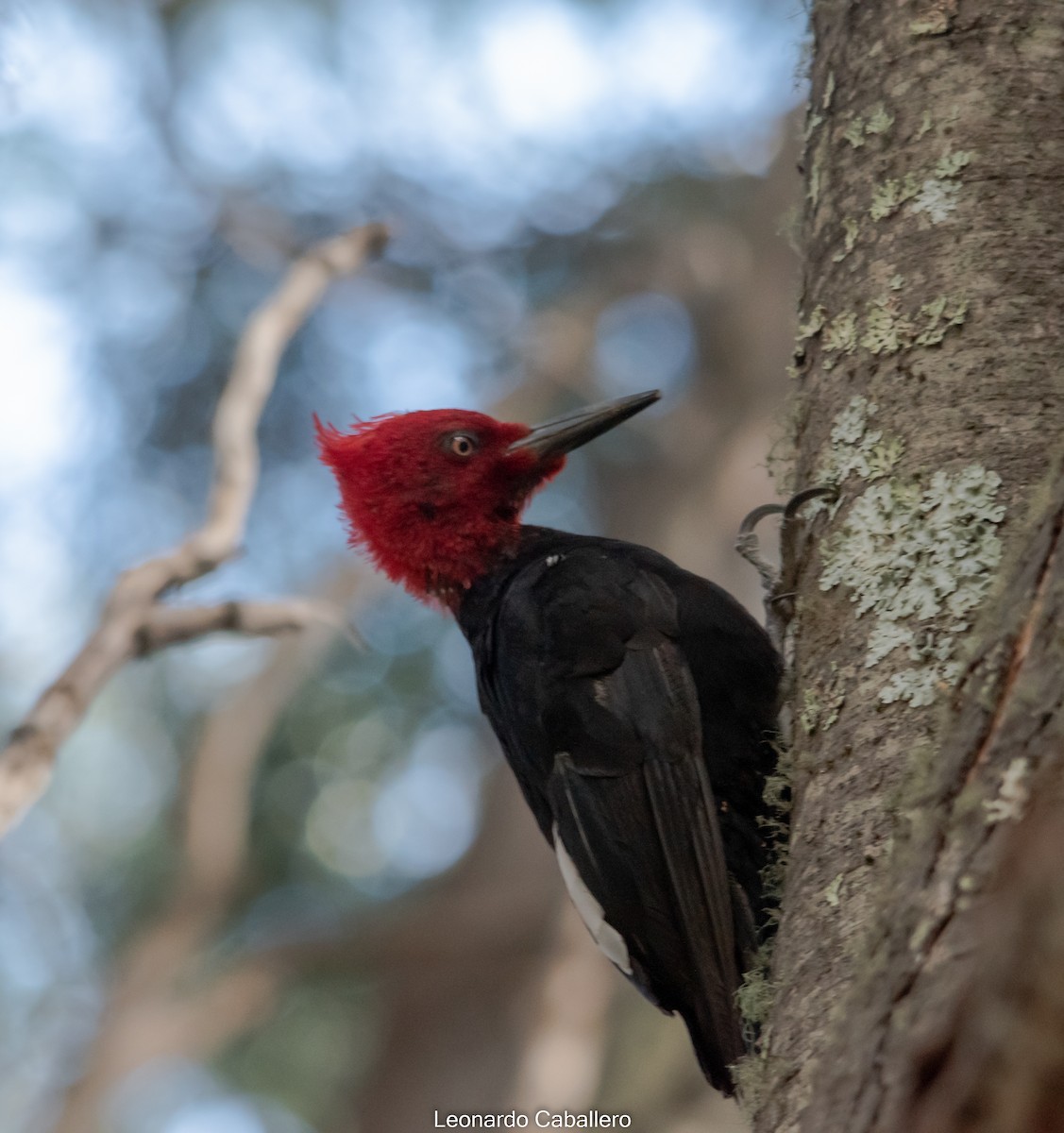 Magellanic Woodpecker - ML630641827
