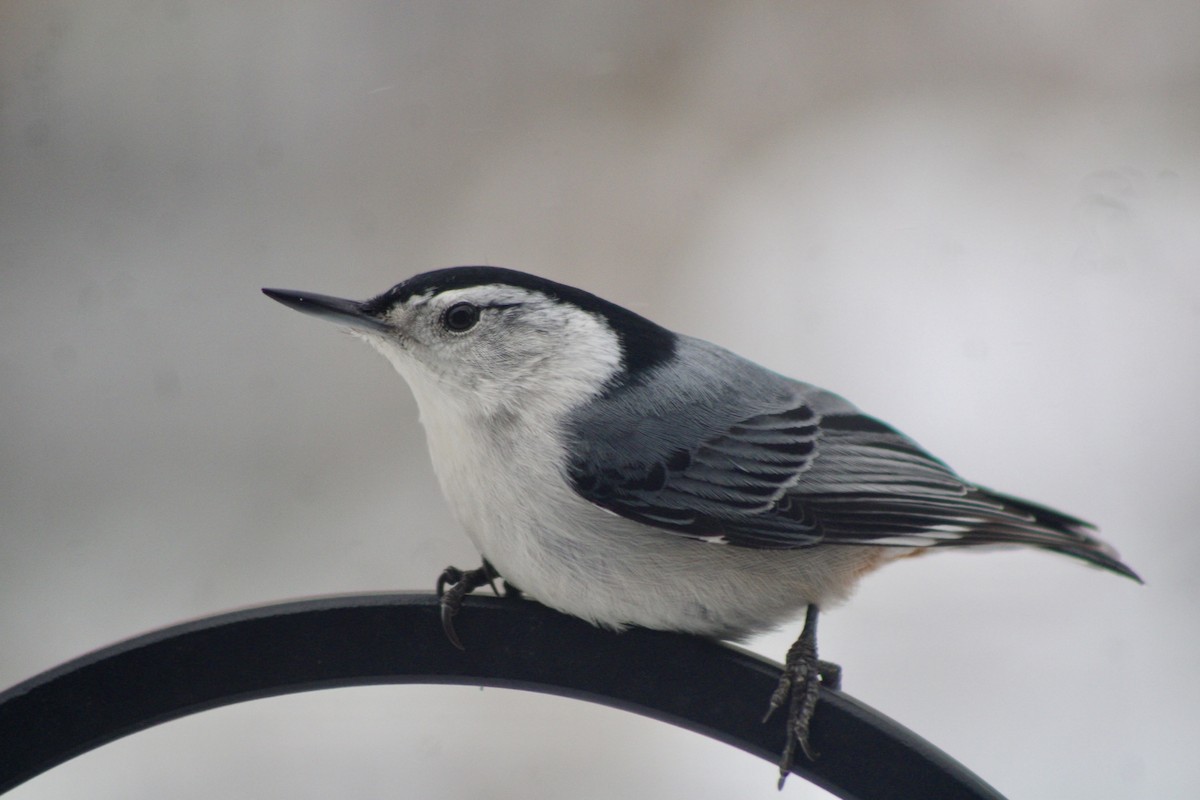 White-breasted Nuthatch - ML630642051