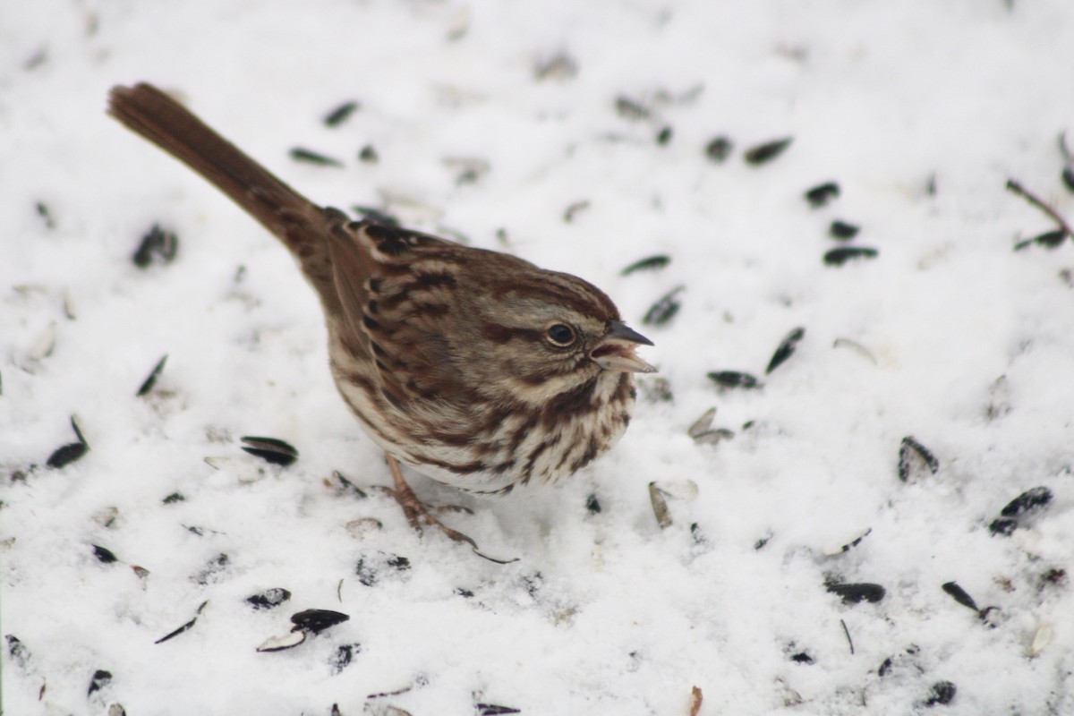 Song Sparrow - ML630642056