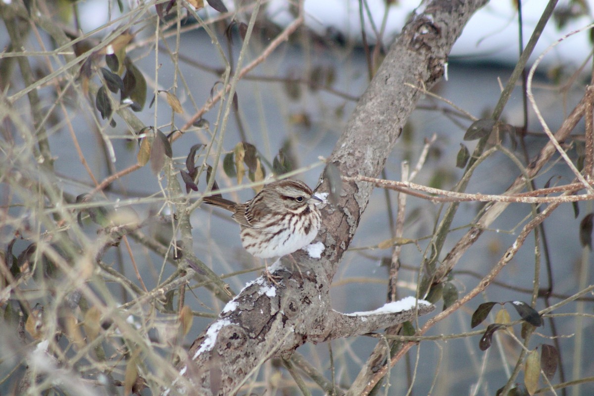Song Sparrow - ML630642057