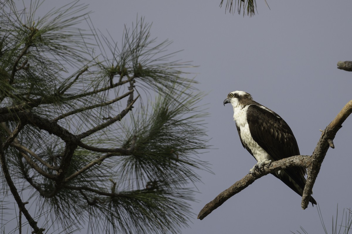 Falco pescatore - ML630642326