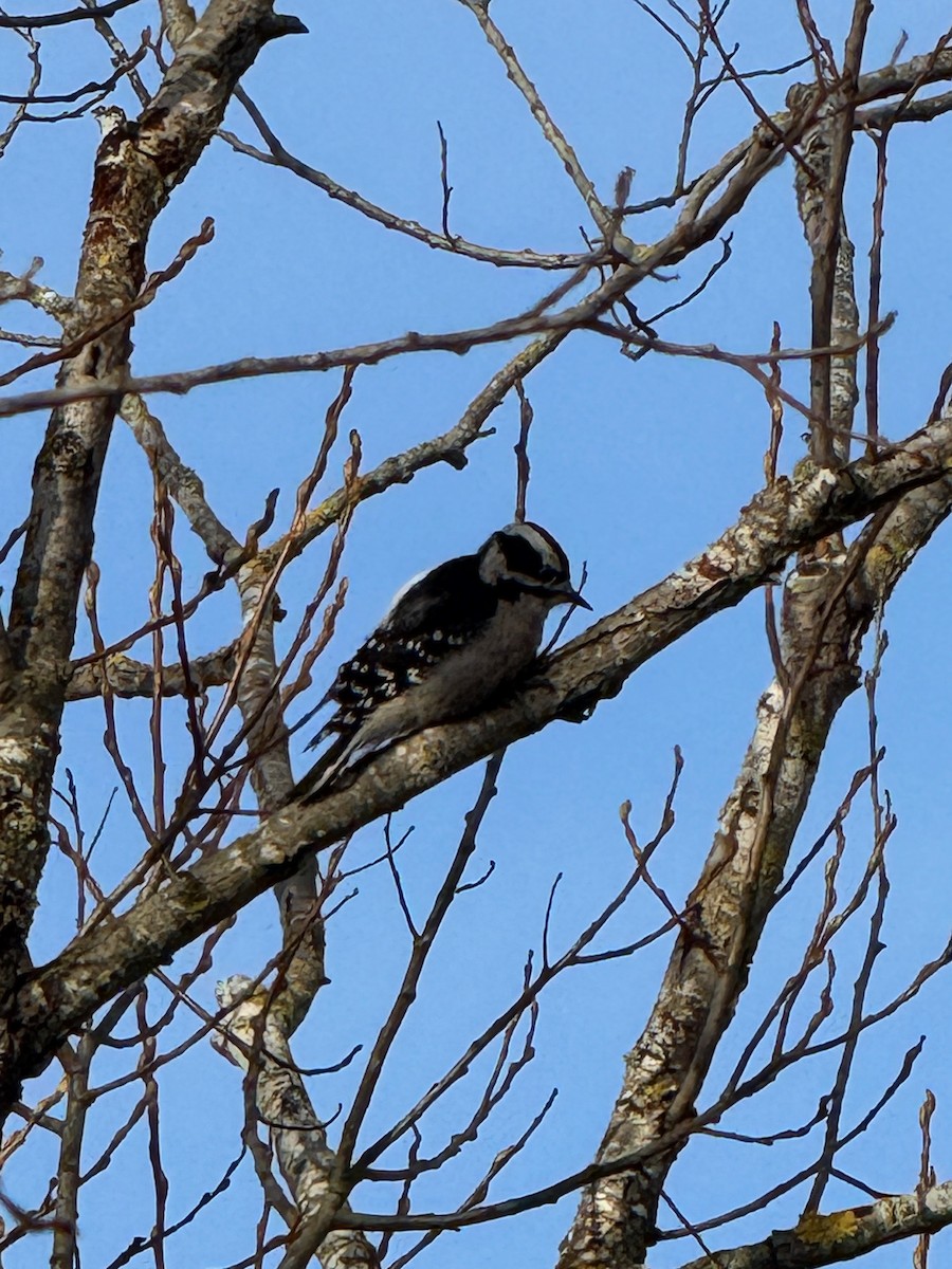 Downy Woodpecker - ML630642395