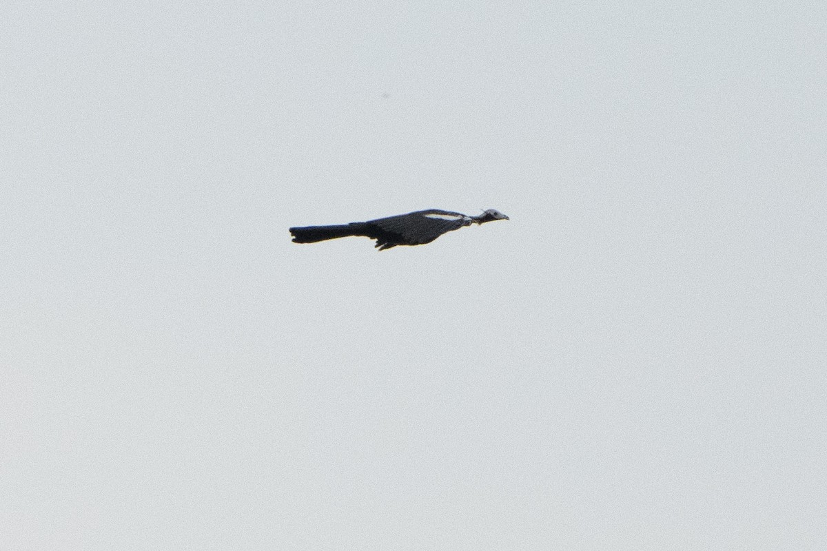 Red-throated Piping-Guan - ML630642586