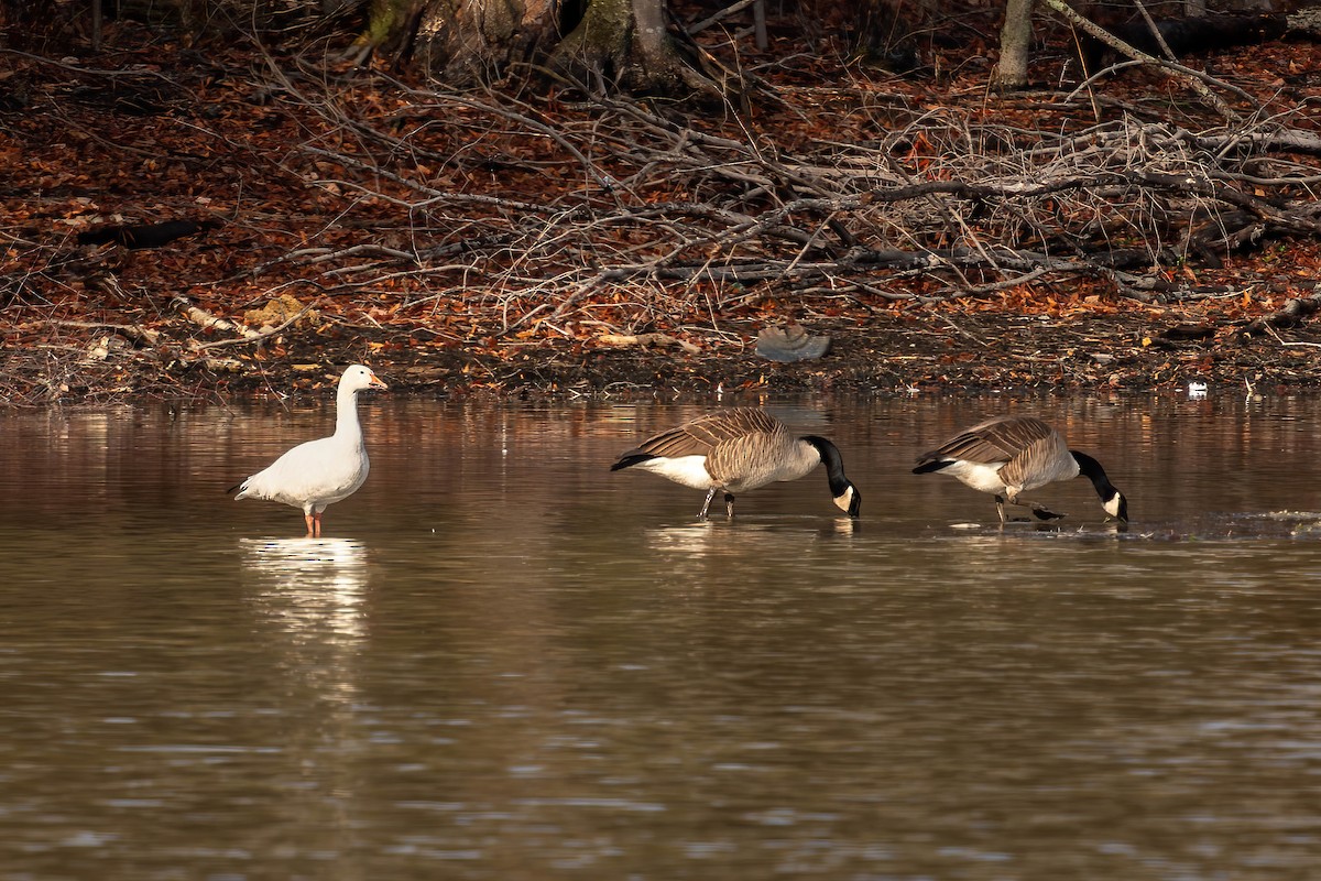 Snow Goose - ML630642684