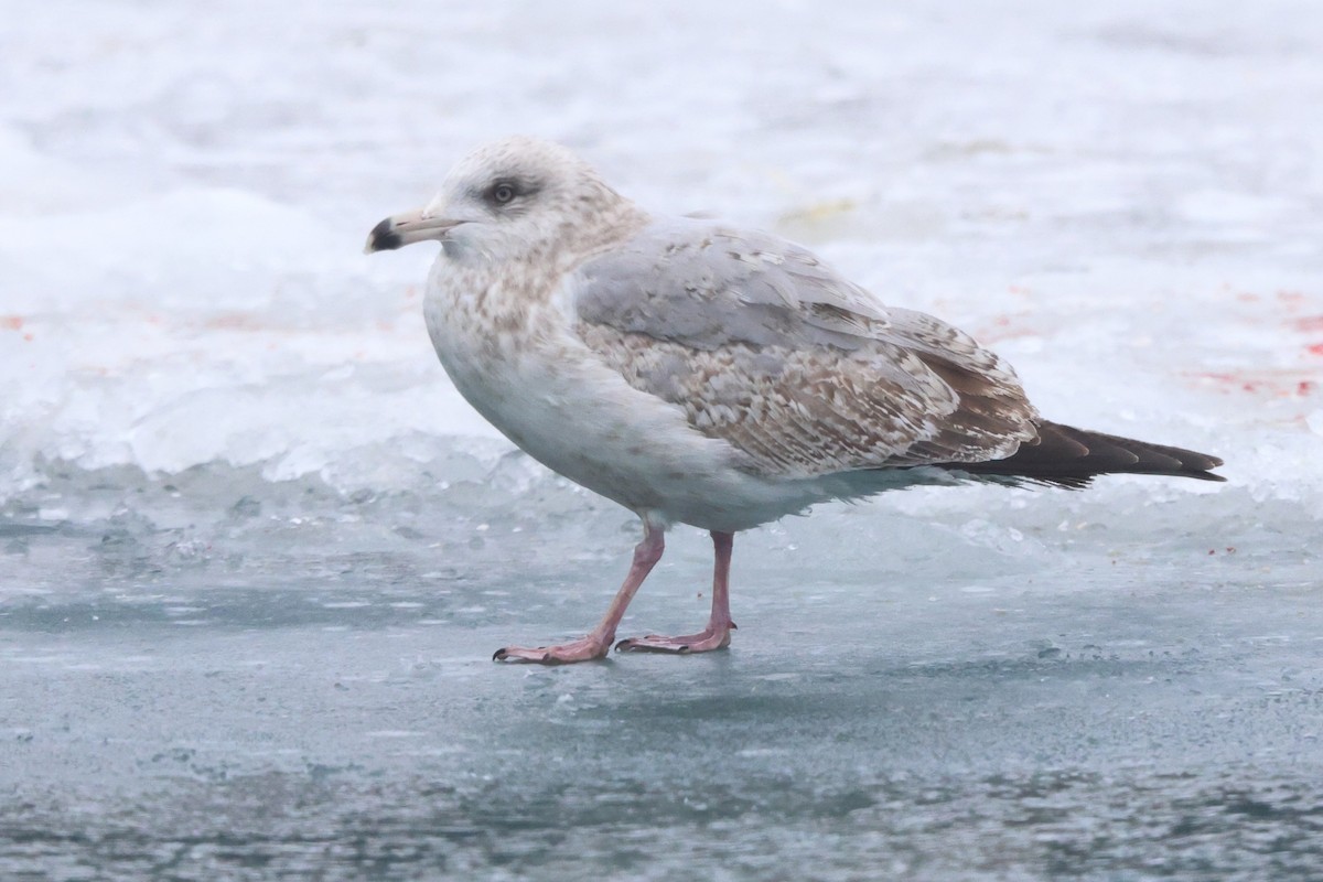 American Herring Gull - Brandon Holden