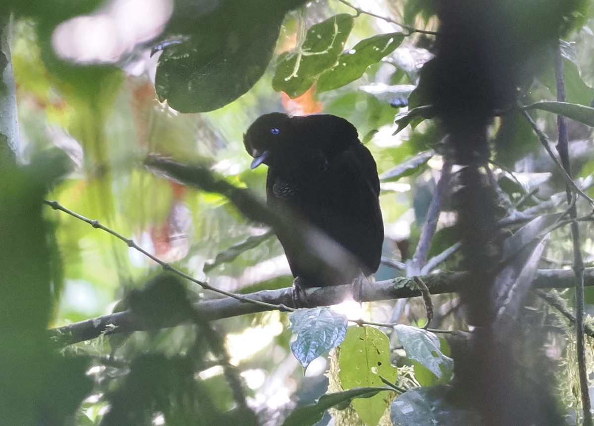 Eastern Parotia - ML630642831