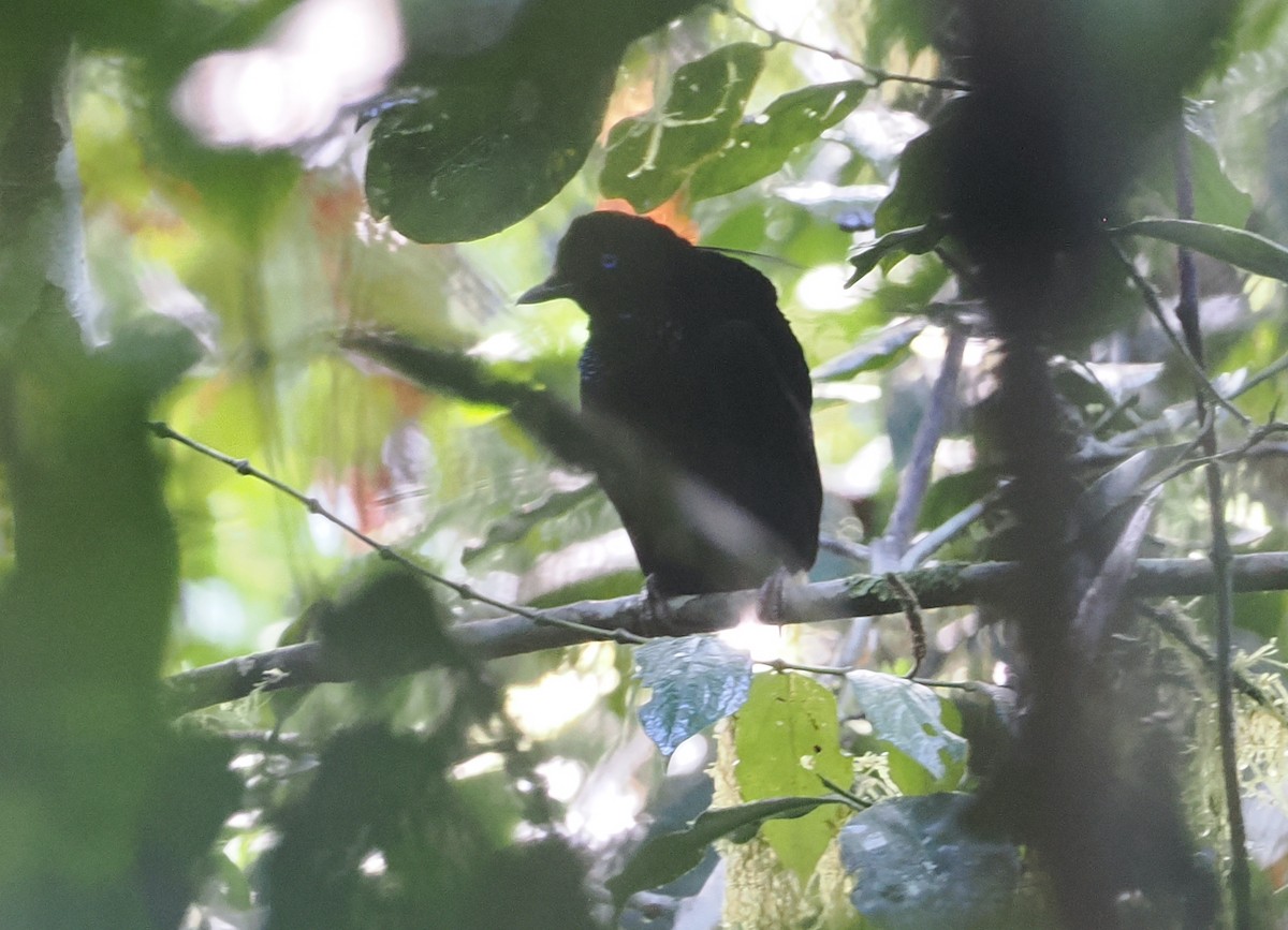 Eastern Parotia - ML630642871