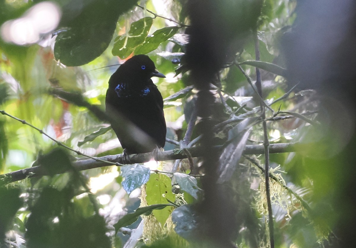 Eastern Parotia - ML630642877