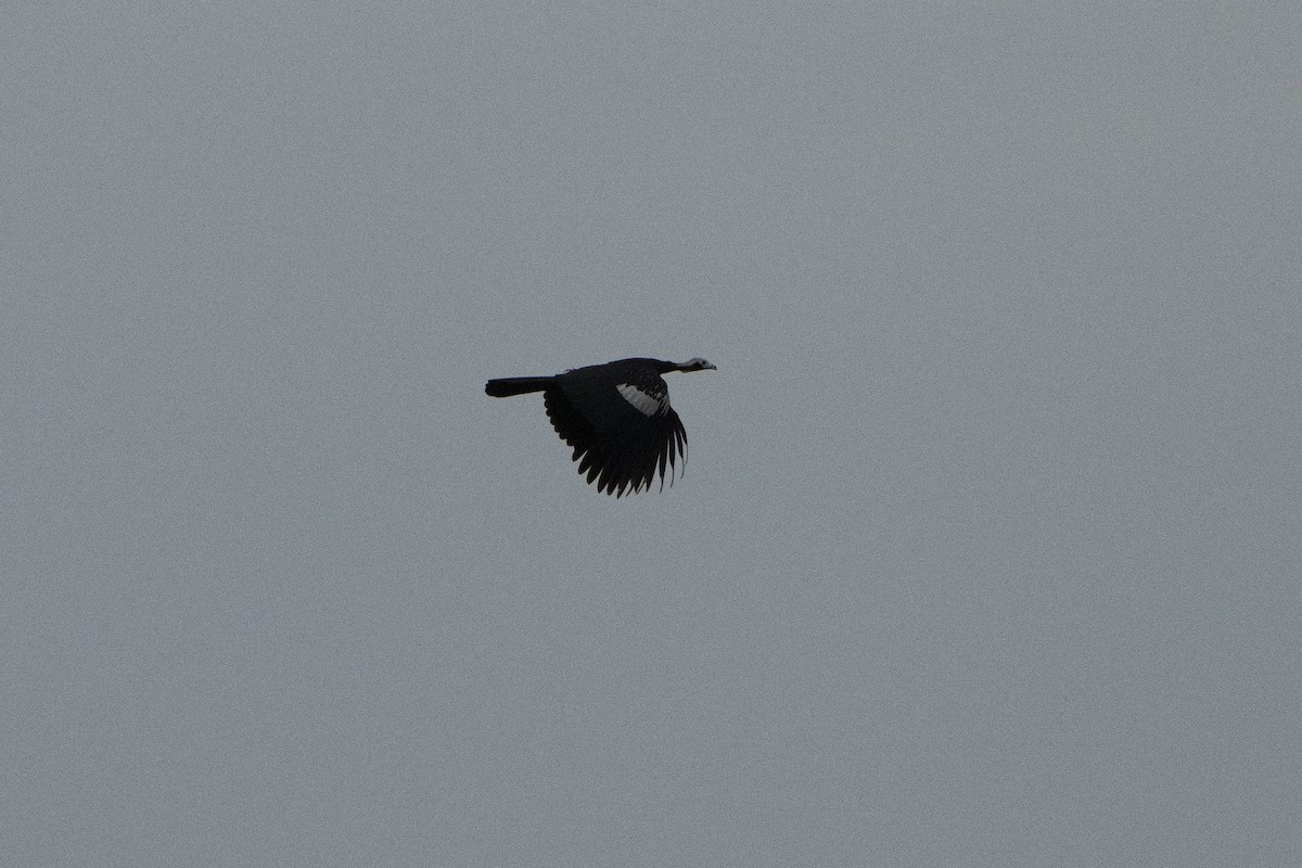 Red-throated Piping-Guan - ML630642881