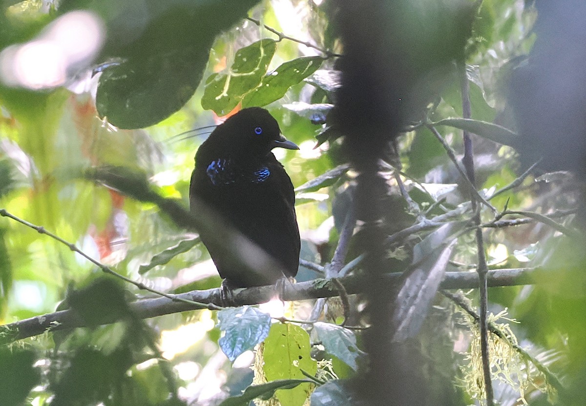 Eastern Parotia - ML630642910