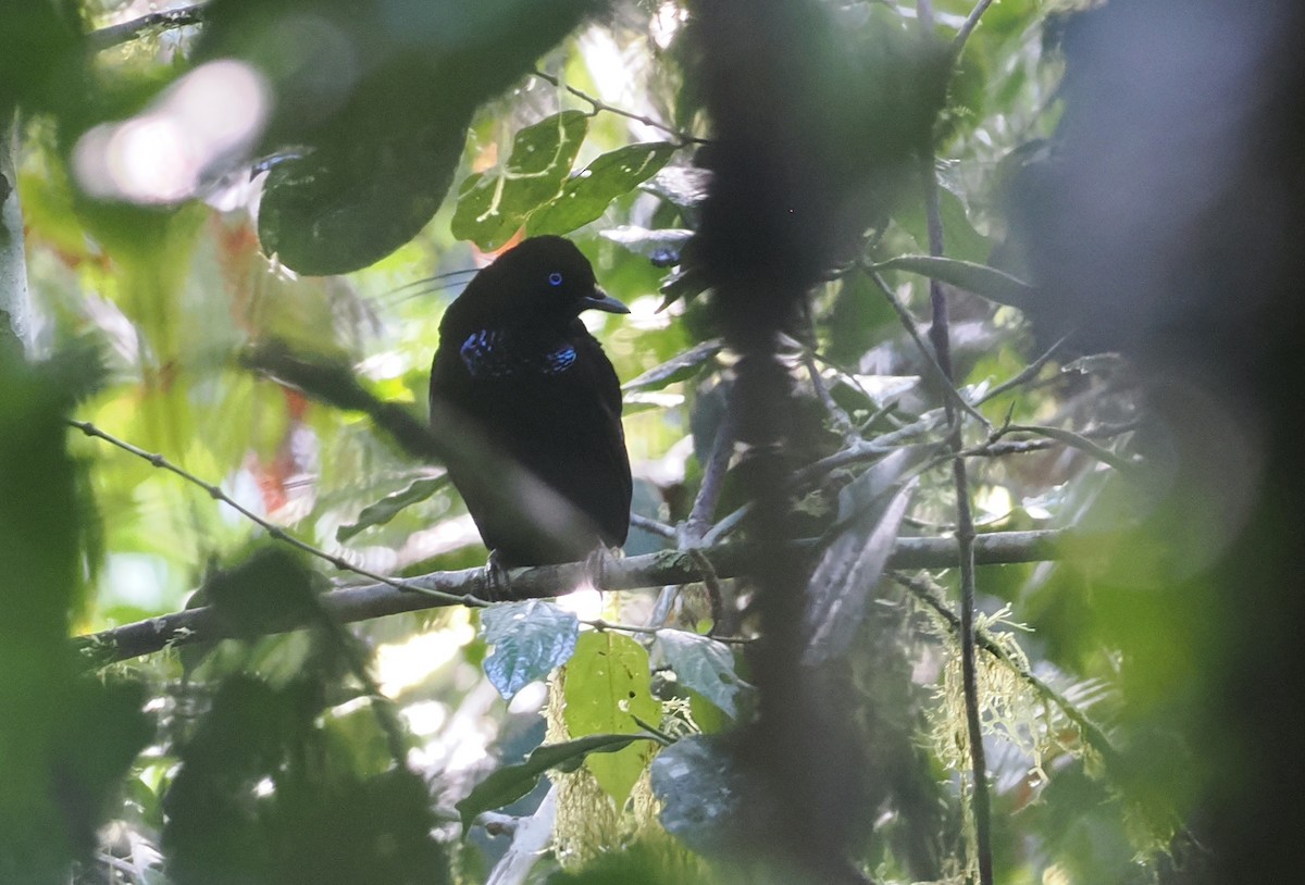 Eastern Parotia - ML630642927