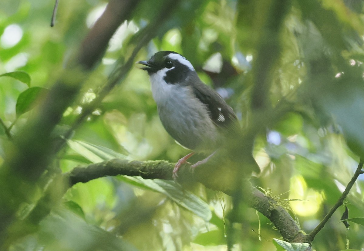 Black-capped Robin - ML630642967