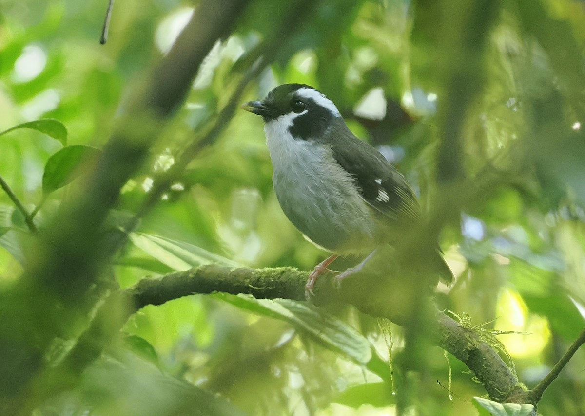 Black-capped Robin - ML630642991