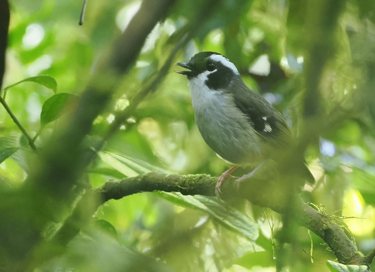 Black-capped Robin - ML630643029
