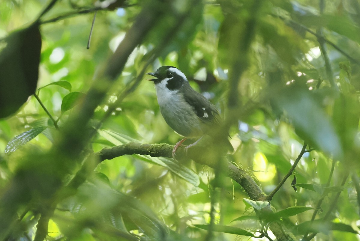 Black-capped Robin - ML630643069