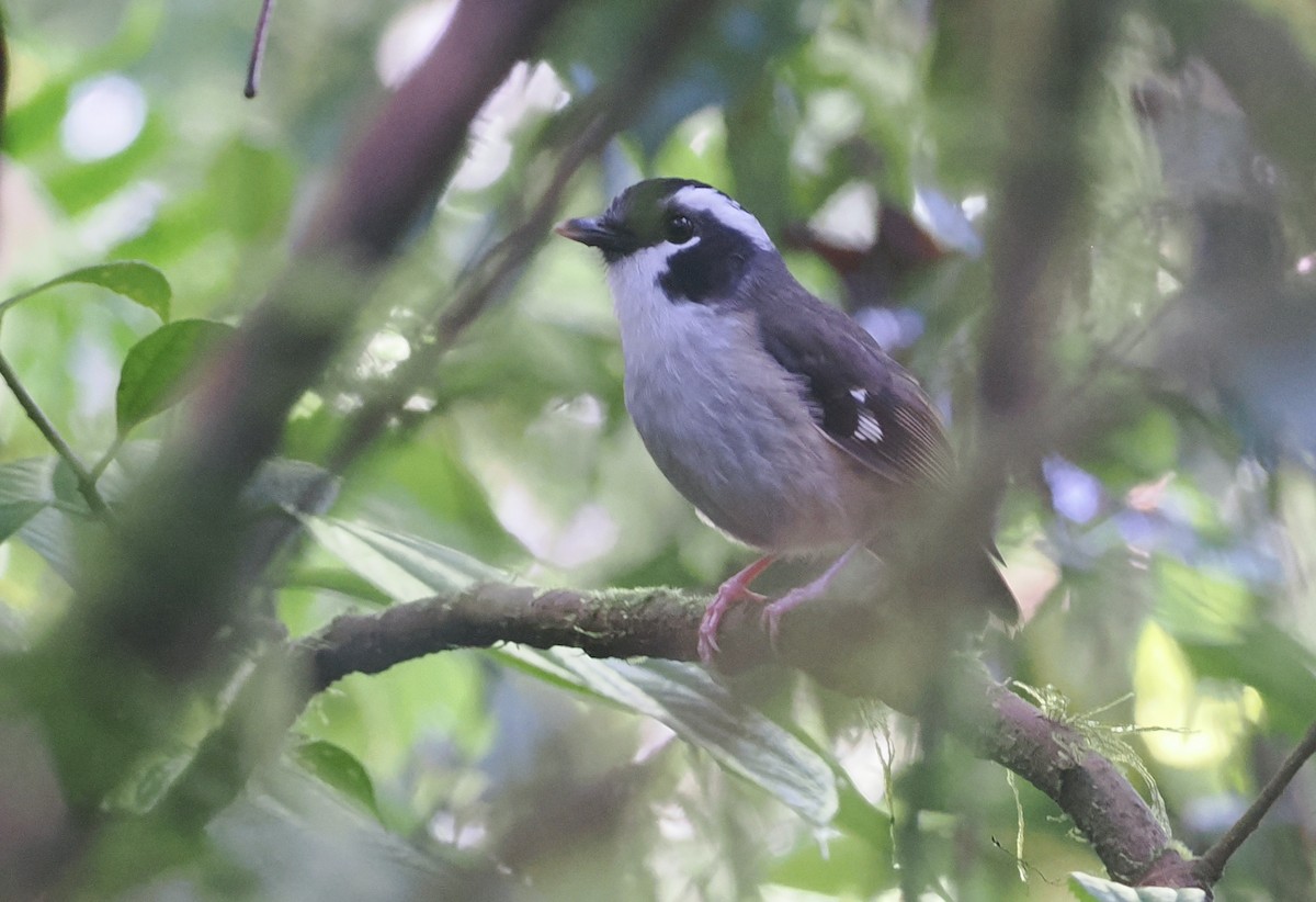 Black-capped Robin - ML630643083