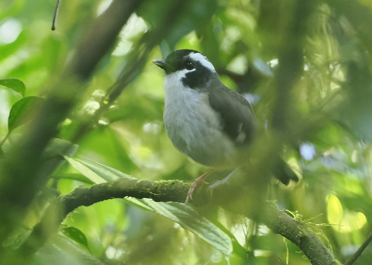 Black-capped Robin - ML630643112