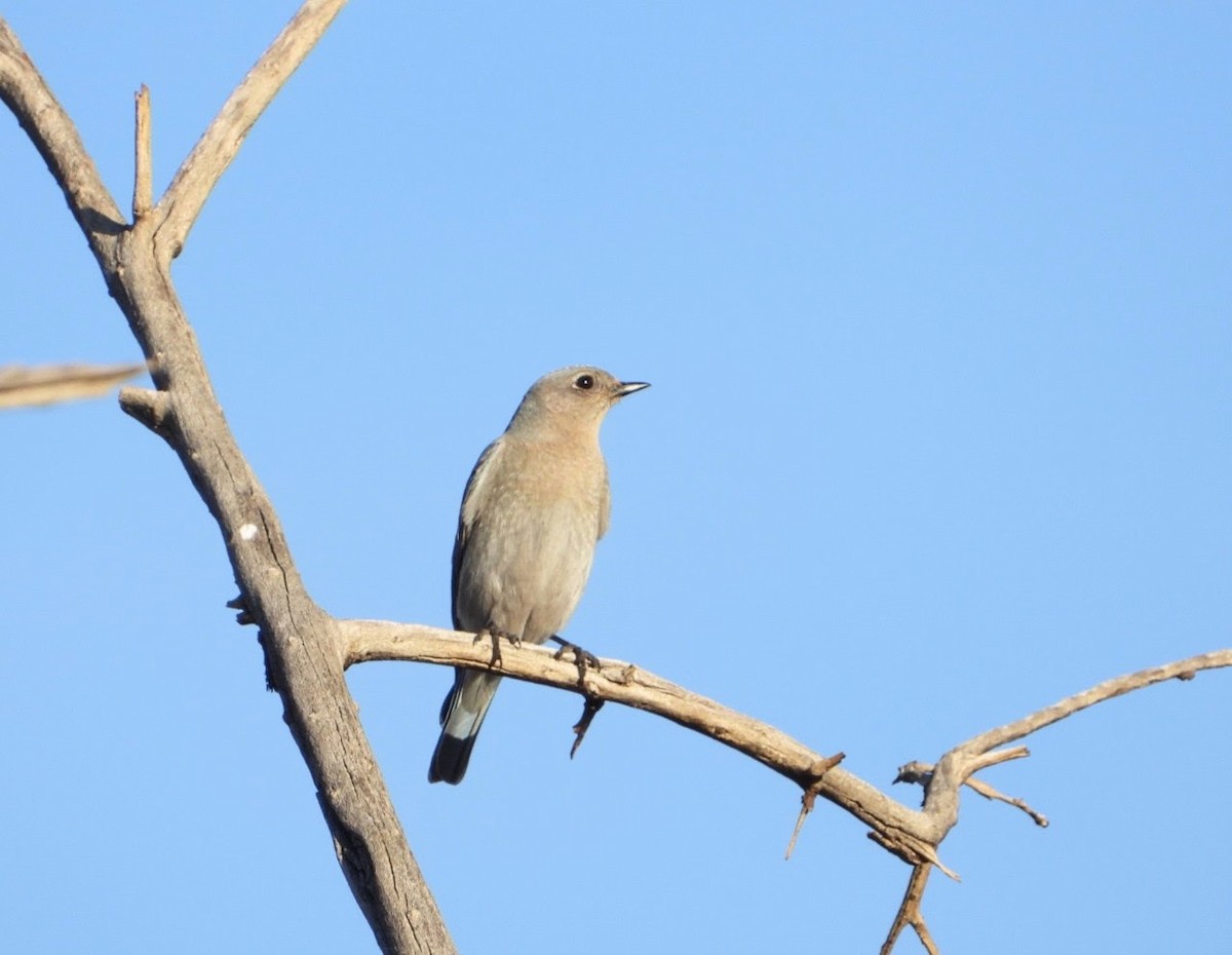Mountain Bluebird - ML630643587