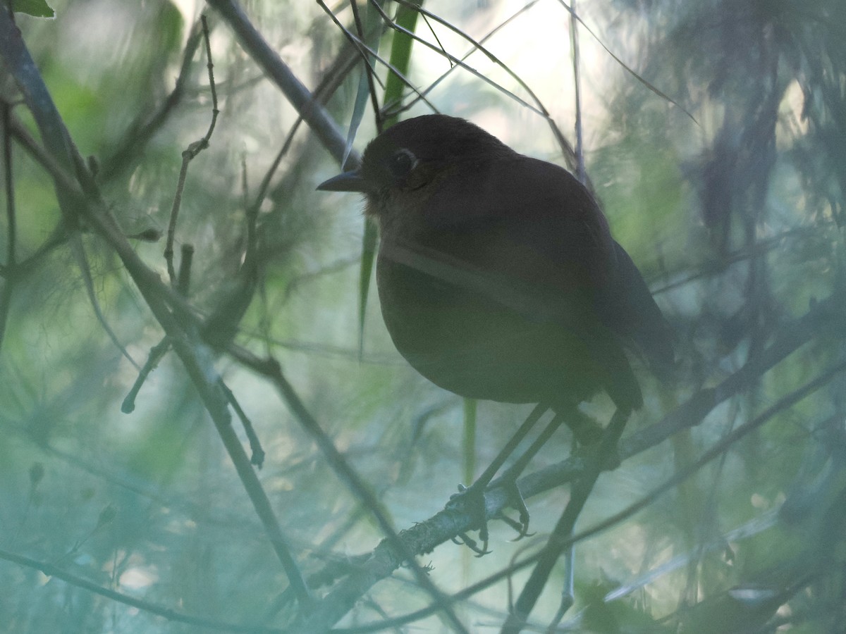 Sierra Nevada Antpitta - ML630643656
