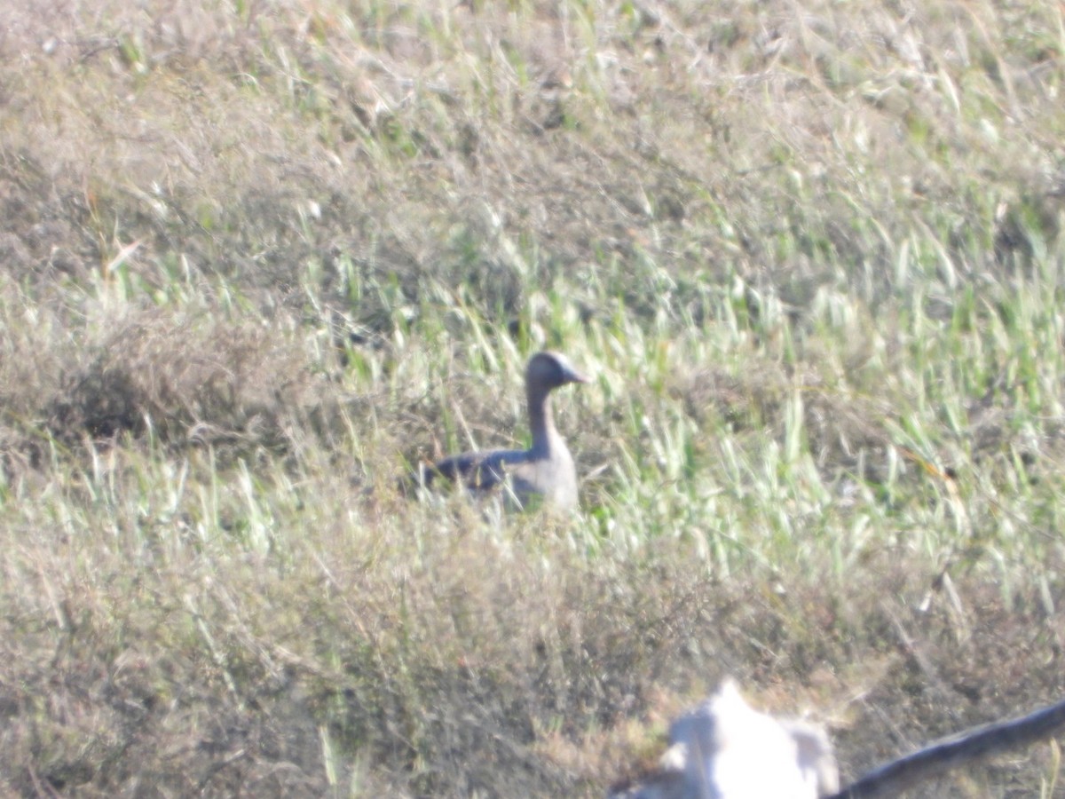 Greater White-fronted Goose - ML630643755