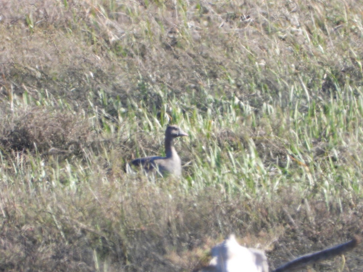 Greater White-fronted Goose - ML630643756