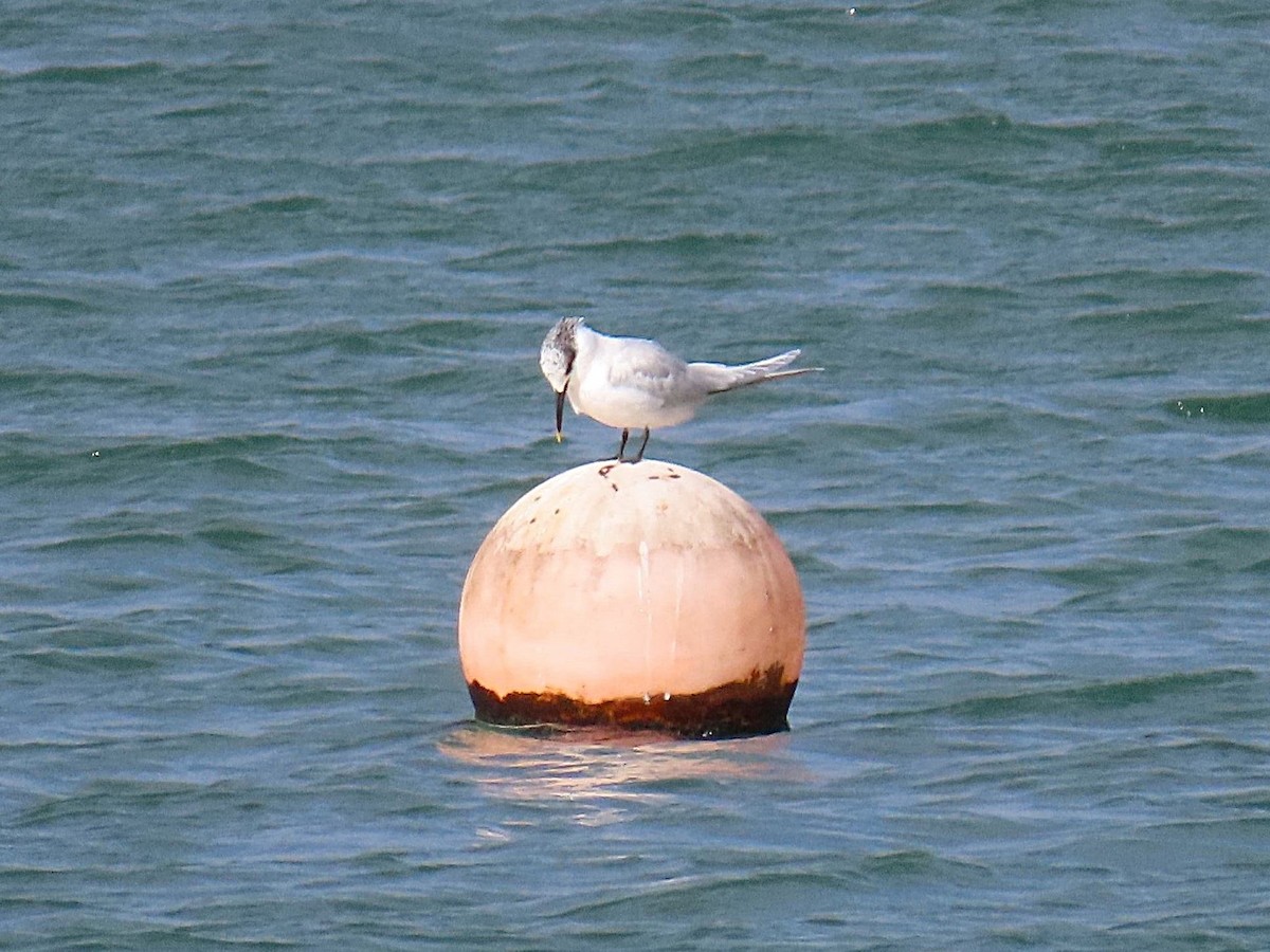 Sandwich Tern - ML630643872