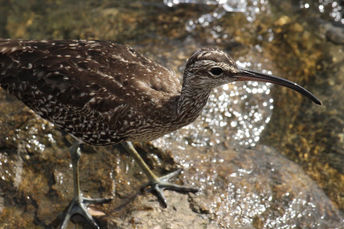Whimbrel - ML630644387