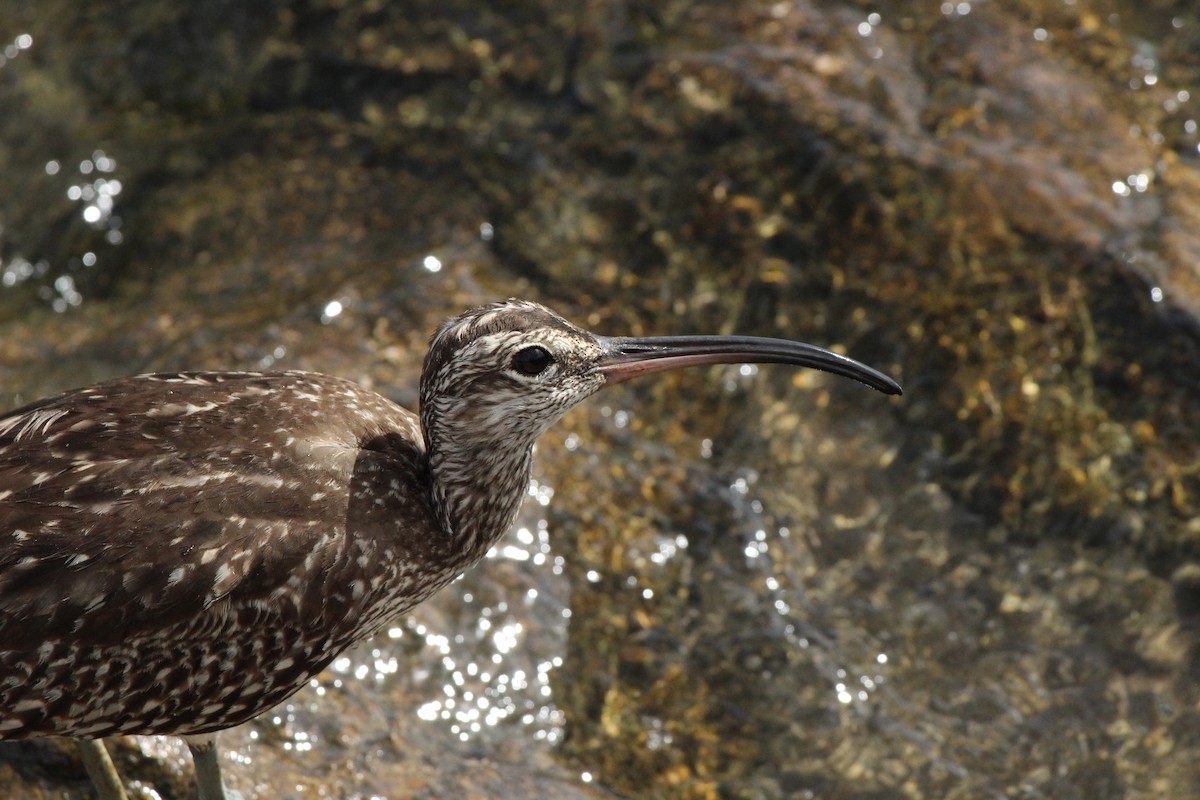 Whimbrel - ML630644396