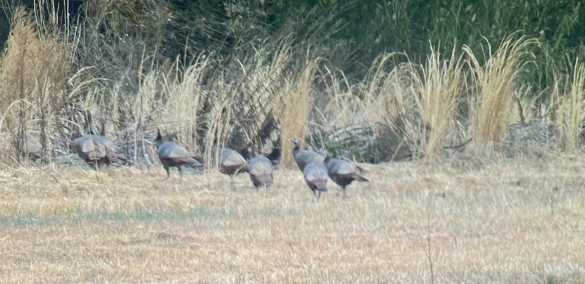 Wild Turkey - ML630644455