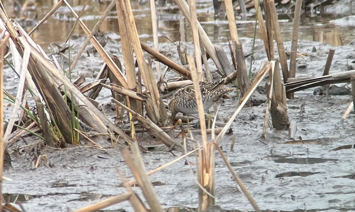 Wilson's Snipe - ML630644469