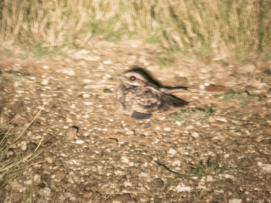 Rufous-cheeked Nightjar - ML630644475