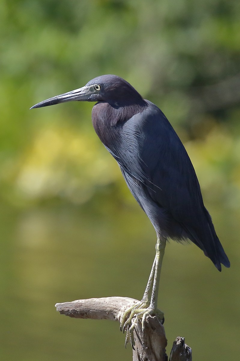 Little Blue Heron - ML630644476