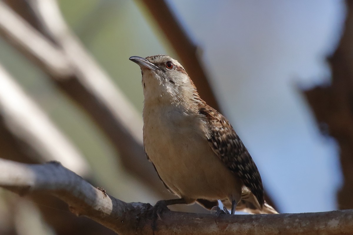 Russet-naped Wren - ML630644516