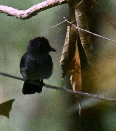 Visayan Blue-Fantail - ML630645025