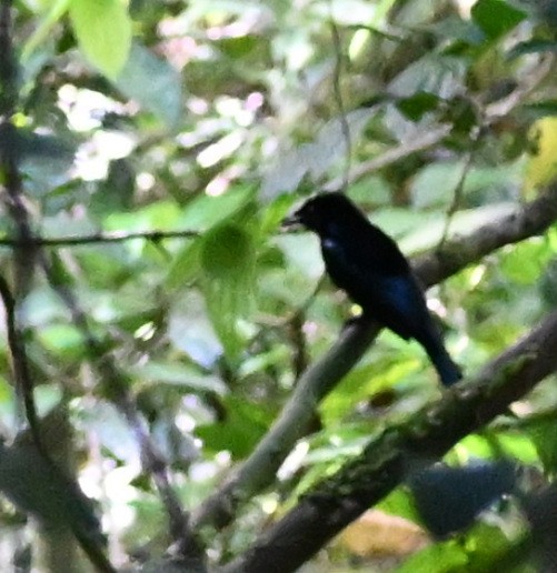 Visayan Blue-Fantail - ML630645026