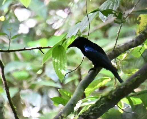 Visayan Blue-Fantail - ML630645027