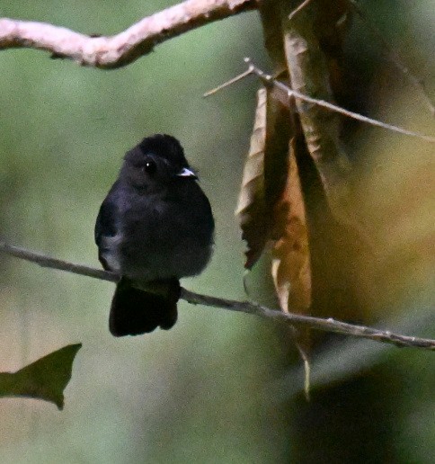 Visayan Blue-Fantail - ML630645028