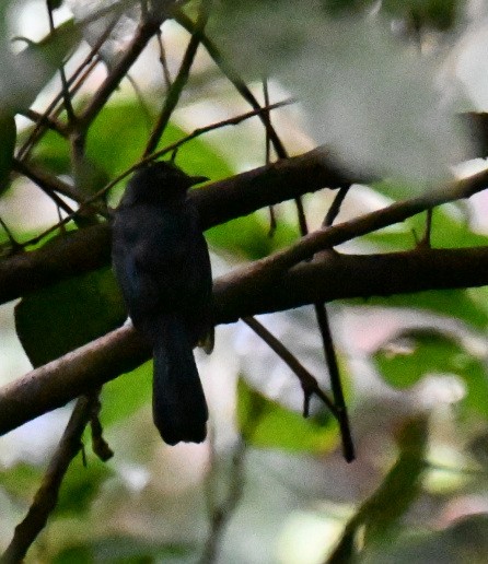 Visayan Blue-Fantail - ML630645030