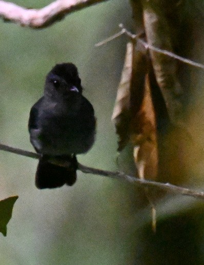 Visayan Blue-Fantail - ML630645031