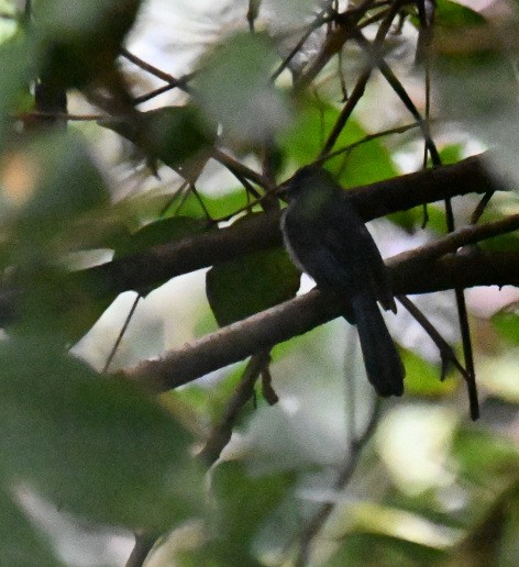 Visayan Blue-Fantail - ML630645032