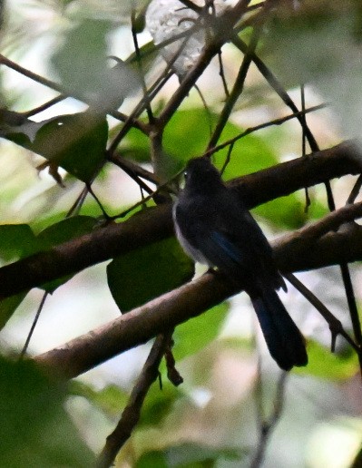 Visayan Blue-Fantail - ML630645033