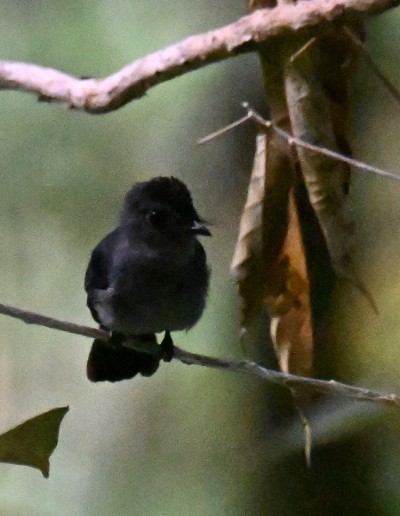Visayan Blue-Fantail - ML630645034