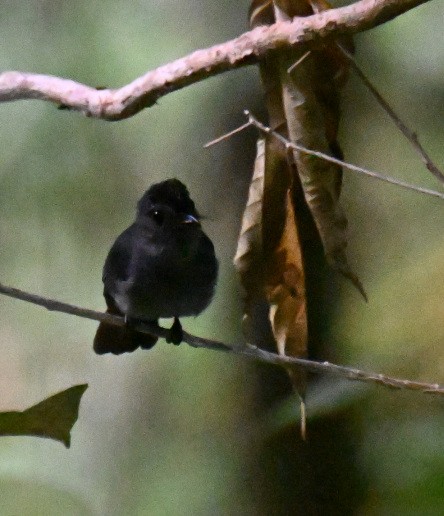 Visayan Blue-Fantail - ML630645035