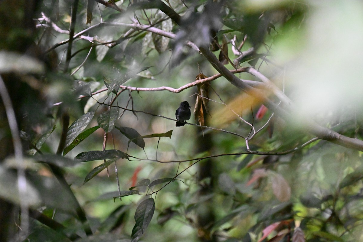 Visayan Blue-Fantail - ML630645036